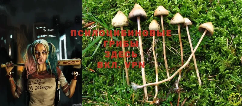 купить   Хотьково  Псилоцибиновые грибы Psilocybine cubensis 